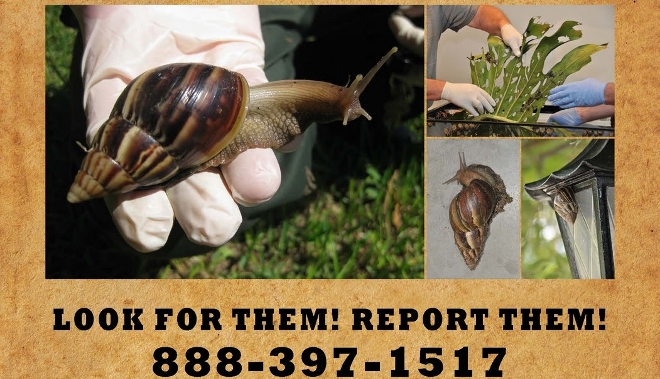 Invasión de caracoles gigantes en Florida